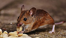 24 Hour & Emergency Exterminators in Flushing, NY